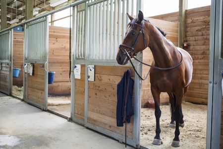 Building a Horse Stable - 5 Things You Should Know 1