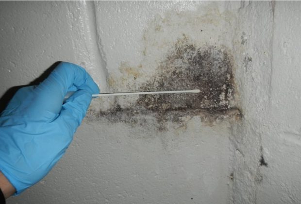 Types of Mold Testing– A Detailed Insight 10