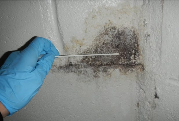 Types of Mold Testing– A Detailed Insight 9